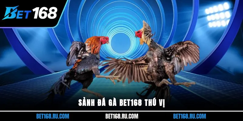 Sảnh đá gà Bet168 thú vị